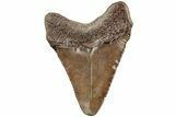 2.58" Juvenile Megalodon Tooth - South Carolina - #203166-1